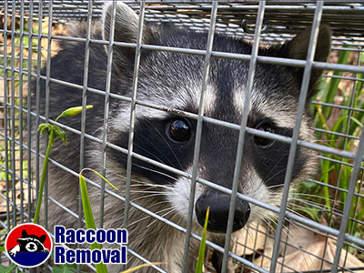 Nashville raccoon trapping